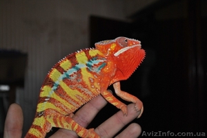 Дешево продам пантеровых хамелеонов