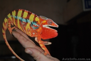 Продажа редких животных