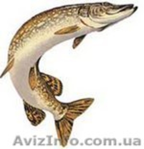 Продам рыбу карп судак товстолоб сом лещ плотва густёра