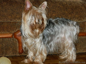 йоркширский терьер продам!)
