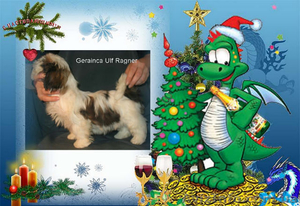 Щенок ши - тцу мальчик