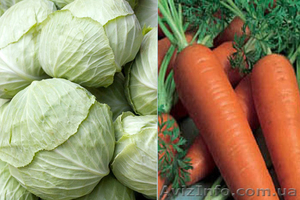 Продам овочі: моркву, капусту. - <ro>Изображение</ro><ru>Изображение</ru> #1, <ru>Объявление</ru> #565946