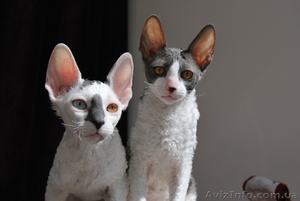 !!! корниш-рекс!!! породистые котята