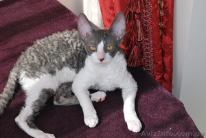 корниш-рекс котята !!!