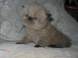 Продаются персидские котята - <ro>Изображение</ro><ru>Изображение</ru> #2, <ru>Объявление</ru> #686554