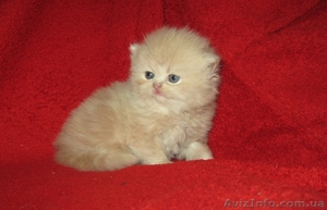 Продаются персидские котята - <ro>Изображение</ro><ru>Изображение</ru> #3, <ru>Объявление</ru> #686554
