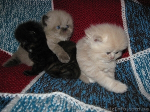 Продаются персидские котята - <ro>Изображение</ro><ru>Изображение</ru> #5, <ru>Объявление</ru> #686554