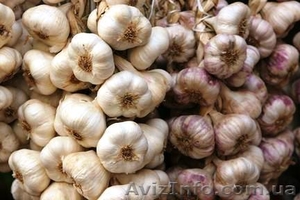 продам оптом чеснок севок