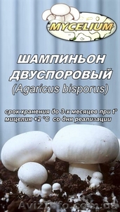 Семена грибов, споры грибов, мицелий вешенки, шампиньона Недорого! - <ro>Изображение</ro><ru>Изображение</ru> #3, <ru>Объявление</ru> #736222