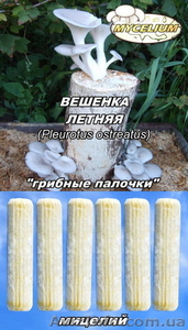 Семена грибов, споры грибов, мицелий вешенки, шампиньона Недорого! - <ro>Изображение</ro><ru>Изображение</ru> #1, <ru>Объявление</ru> #736222