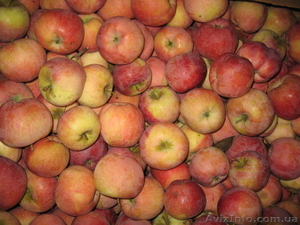 Продам яблоки от производителя - <ro>Изображение</ro><ru>Изображение</ru> #1, <ru>Объявление</ru> #769671