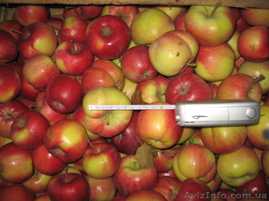 Продам яблоки от производителя - <ro>Изображение</ro><ru>Изображение</ru> #2, <ru>Объявление</ru> #769671