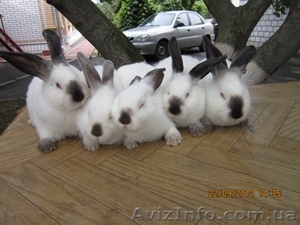 Продам молодняк калифорнийских кроликов  и НЗБ - <ro>Изображение</ro><ru>Изображение</ru> #5, <ru>Объявление</ru> #767630