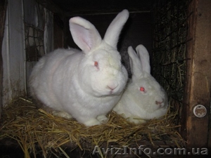 Продам молодняк калифорнийских кроликов  и НЗБ - <ro>Изображение</ro><ru>Изображение</ru> #4, <ru>Объявление</ru> #767630
