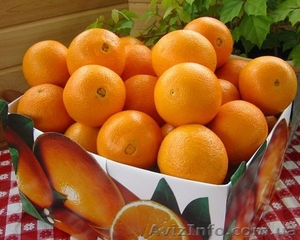 Апельсины грейпфруты Мандарины - <ro>Изображение</ro><ru>Изображение</ru> #1, <ru>Объявление</ru> #801200