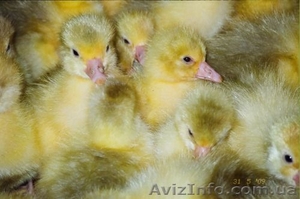 Продам суточный молодняк породы 