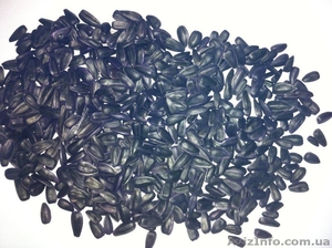 семена подсолнечника, кондитерские сорта 