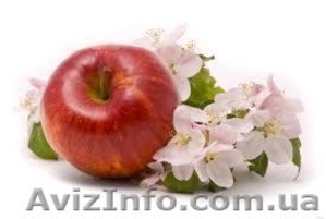 Саженцы яблони, груши, персик, абрикос, алыча. - <ro>Изображение</ro><ru>Изображение</ru> #1, <ru>Объявление</ru> #841755