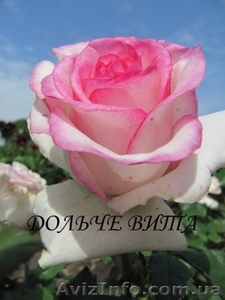 Продам саженцы плодовых деревьев, кустарников, роз. - <ro>Изображение</ro><ru>Изображение</ru> #1, <ru>Объявление</ru> #846880