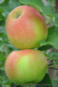 Саженцы яблонь с интеркалярной вставкой лучших сортов - <ro>Изображение</ro><ru>Изображение</ru> #1, <ru>Объявление</ru> #865658