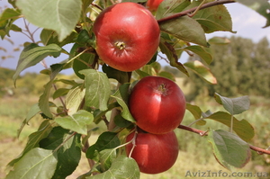 Саженцы яблонь с интеркалярной вставкой лучших сортов - <ro>Изображение</ro><ru>Изображение</ru> #4, <ru>Объявление</ru> #865658