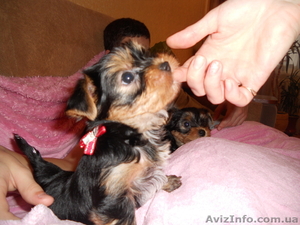 прелестные детки -щеночки йорка