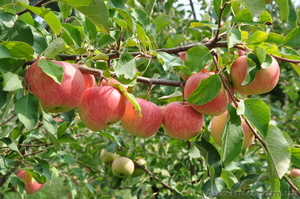 Саженцы яблонь с интеркалярной вставкой лучших сортов - <ro>Изображение</ro><ru>Изображение</ru> #5, <ru>Объявление</ru> #865658
