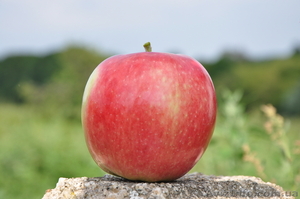 Саженцы яблонь с интеркалярной вставкой лучших сортов - <ro>Изображение</ro><ru>Изображение</ru> #6, <ru>Объявление</ru> #865658