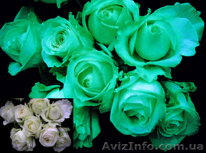 Розы, светящиеся в темноте - <ro>Изображение</ro><ru>Изображение</ru> #1, <ru>Объявление</ru> #851511