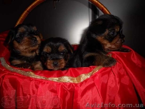 Милые детки йоркширского терьера