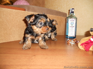 сказочной красоты детки - йоркширского терьера!!!