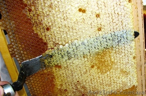 Продам мед (акація, липа, різнотрав`я) - <ro>Изображение</ro><ru>Изображение</ru> #1, <ru>Объявление</ru> #893173