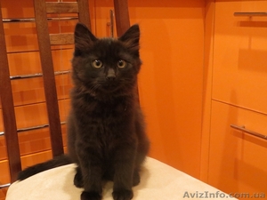 Черненькие миленькие котята ищут дом! - <ro>Изображение</ro><ru>Изображение</ru> #2, <ru>Объявление</ru> #973825
