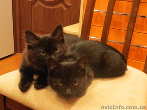 Черненькие миленькие котята ищут дом! - <ro>Изображение</ro><ru>Изображение</ru> #3, <ru>Объявление</ru> #973825