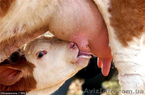 заменитель цельного молока для свиней и телят с первых дней жизни - <ro>Изображение</ro><ru>Изображение</ru> #3, <ru>Объявление</ru> #973222
