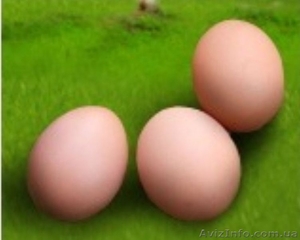 яйца куриные инкубационные Рос-308 - <ro>Изображение</ro><ru>Изображение</ru> #1, <ru>Объявление</ru> #1055963