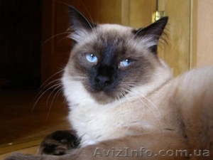 зоогостиница киев борщаговка недорого