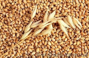 купим рапс  пшеницу  сою  кукурузу  ячмень  подсолнечник - <ro>Изображение</ro><ru>Изображение</ru> #1, <ru>Объявление</ru> #1113360