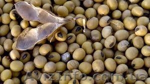 =купим рапс  пшеницу  сою  кукурузу  ячмень  подсолнечник=