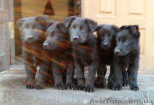 продаются щенки ЧЕРНАЯ немецкая овчарка