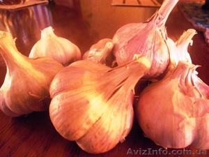 Продам чеснок для посадки,  Однозубка,  Зубок,  Воздушка. Сорт СОФИЕВСКИЙ 