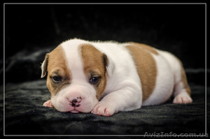 Роскошные щенки Ам.Стафф.Терьера КСУ. ..