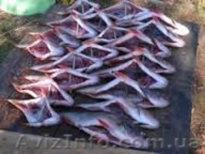Рыбная компания реализует оптом речную вяленую рыбу - <ro>Изображение</ro><ru>Изображение</ru> #1, <ru>Объявление</ru> #1396375