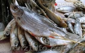 Рыбная компания реализует оптом речную вяленую рыбу - <ro>Изображение</ro><ru>Изображение</ru> #2, <ru>Объявление</ru> #1396375