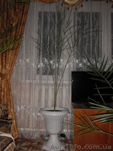 финиковая пальма 12 лет в горшочке на низкой ножке - <ro>Изображение</ro><ru>Изображение</ru> #1, <ru>Объявление</ru> #1494183