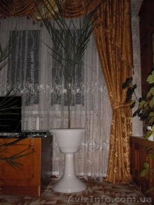 финиковая пальма 12 лет в горшочке на высокой ножке - <ro>Изображение</ro><ru>Изображение</ru> #1, <ru>Объявление</ru> #1494185