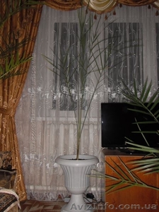 финиковая пальма 12 лет в горшочке на низкой ножке - <ro>Изображение</ro><ru>Изображение</ru> #2, <ru>Объявление</ru> #1494183