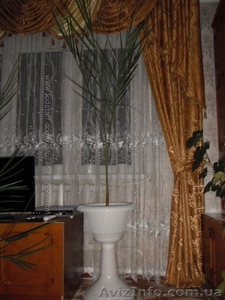финиковая пальма 12 лет в горшочке на высокой ножке - <ro>Изображение</ro><ru>Изображение</ru> #3, <ru>Объявление</ru> #1494185
