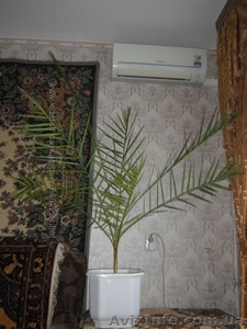 финиковая пальма 17 лет - <ro>Изображение</ro><ru>Изображение</ru> #4, <ru>Объявление</ru> #1494182