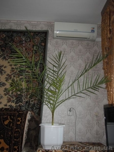 финиковая пальма 17 лет - <ro>Изображение</ro><ru>Изображение</ru> #5, <ru>Объявление</ru> #1494182